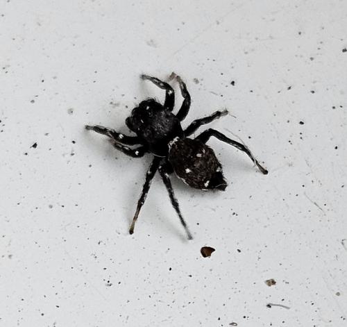 Heliophanus kochii